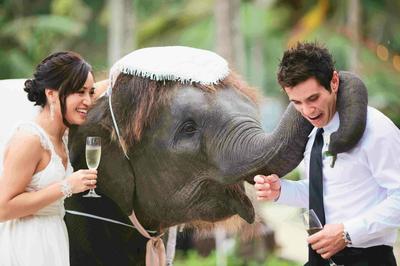 حيوانات غريبة لحفلات الزفاف