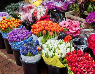 Best Flower Shops in Riyadh