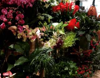 The Top Flower Shops in Muscat