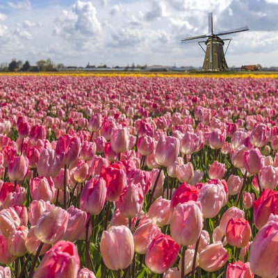 Arabia Weddings Forges Strategic Global Collaborations to Define 2026 Arabia Weddings Forges Strategic Global Collaborations to Define 2026