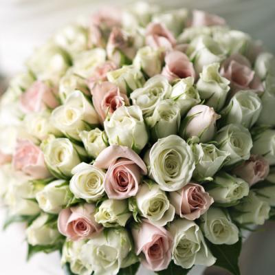 استوديو دله