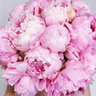 أسفارللزهور