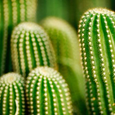 3 Reasons Why You Should Start Drinking Cactus Water in Ramadan