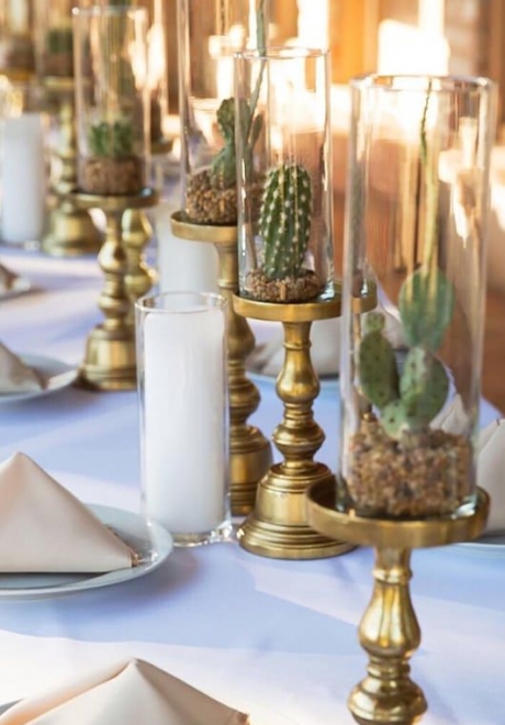 أفكار مبتكرة لسنتربيس من النباتات العصارية