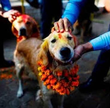 حفل زفاف ضخم لكلب في الهند