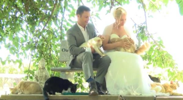 زوجان كنديان يحتفلان بزفافهما بحضور ألف قطة