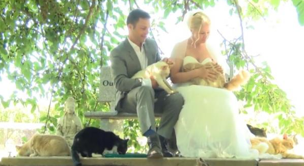 Canadian Couple Invites 1000 Cats to Their Wedding Canadian Couple Invites 1000 Cats to Their Wedding