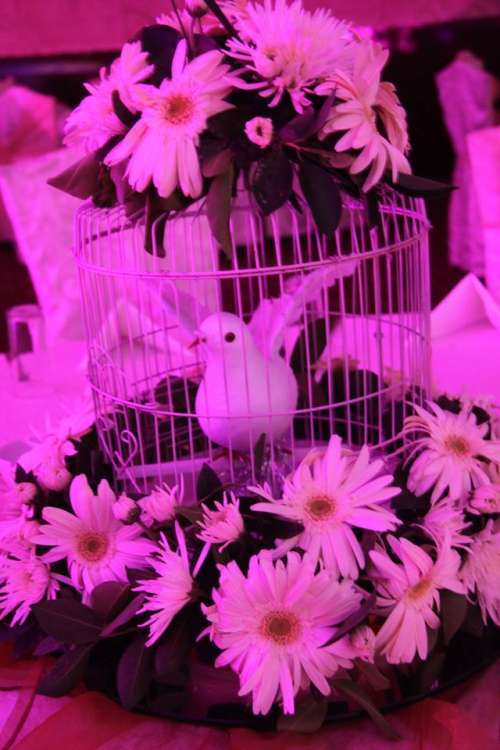 عرس حنين ومحمد عرس حنين ومحمد