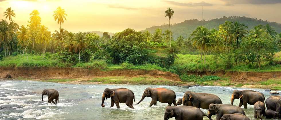 Honeymoon Destination: The Beautiful Island of Sri Lanka!