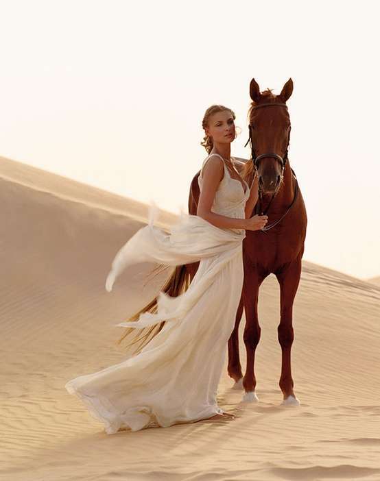 حصان عربي أصيل في حفل الزفاف