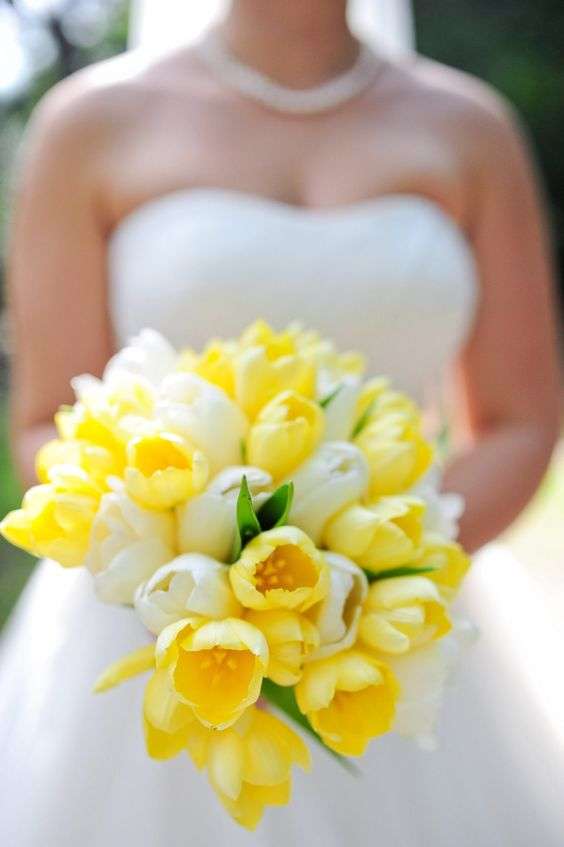 أزهار التوليب باللون الأصفر