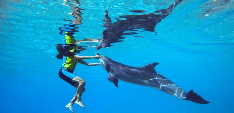 السباحة مع الدلافين.