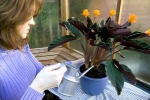 Taking Care of Houseplants in Winter