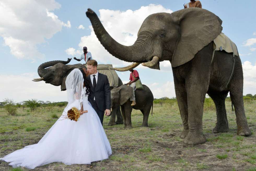 الحيوانات الغريبة لحفل زفاف خارج عن المألوف في عام 2015